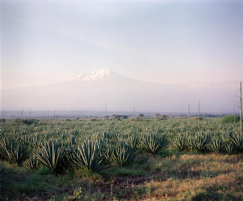 Color image of a field of spiky plants with a mountain range in the distant background